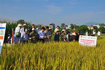 Hội thảo "Đánh giá mô hình sử dụng phân bón N.P.K.Si" tại Tuyên Quang